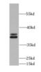 Elongation factor 1-delta antibody, FNab02646, FineTest, Western Blot image 