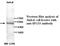 Zinc finger FYVE domain-containing protein 27 antibody, MBS416700, MyBioSource, Western Blot image 