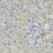 Dcn antibody, FNab02321, FineTest, Immunohistochemistry frozen image 