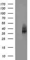 Synaptophysin antibody, TA506518, Origene, Western Blot image 