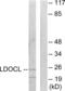 Retrotransposon Gag Like 6 antibody, LS-B9963, Lifespan Biosciences, Western Blot image 