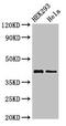 Galactokinase antibody, LS-C678031, Lifespan Biosciences, Western Blot image 