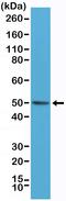 BCL2 Associated Athanogene 1 antibody, MA5-27891, Invitrogen Antibodies, Western Blot image 