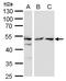TATA-Box Binding Protein Associated Factor 7 antibody, GTX115036, GeneTex, Western Blot image 