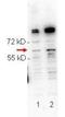 Ring Finger Protein 2 antibody, NBP1-77827, Novus Biologicals, Western Blot image 