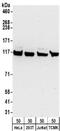 Kinesin Family Member 5B antibody, NBP2-32278, Novus Biologicals, Western Blot image 