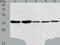Annexin A1 antibody, TA323579, Origene, Western Blot image 