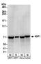 Nuclear Transcription Factor, X-Box Binding 1 antibody, A303-913A, Bethyl Labs, Western Blot image 