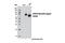 GPR50 antibody, 13096S, Cell Signaling Technology, Western Blot image 