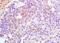 PHD Finger Protein 8 antibody, orb1829, Biorbyt, Immunohistochemistry paraffin image 