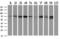 Myotubularin Related Protein 14 antibody, GTX84079, GeneTex, Western Blot image 