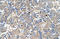 LOC727817 antibody, orb325616, Biorbyt, Immunohistochemistry paraffin image 