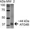 HSP70 antibody, orb382642, Biorbyt, Western Blot image 