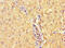 Mast Cell Immunoglobulin Like Receptor 1 antibody, CSB-PA801819LA01HU, Cusabio, Immunohistochemistry frozen image 