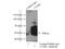 Complement C5a Receptor 1 antibody, 21316-1-AP, Proteintech Group, Immunoprecipitation image 