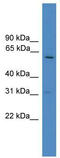 U2 Small Nuclear RNA Auxiliary Factor 2 antibody, TA345732, Origene, Western Blot image 