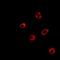 PIMT antibody, orb341147, Biorbyt, Immunofluorescence image 