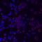 Leukocyte Immunoglobulin Like Receptor A5 antibody, MAB6754, R&D Systems, Immunofluorescence image 