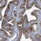 Leucine Rich Repeat Containing 6 antibody, PA5-55756, Invitrogen Antibodies, Immunohistochemistry frozen image 