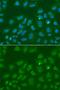 Origin Recognition Complex Subunit 6 antibody, PA5-76314, Invitrogen Antibodies, Immunofluorescence image 