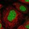 Stromal Antigen 1 antibody, NBP1-87097, Novus Biologicals, Immunocytochemistry image 
