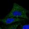 Coenzyme Q9 antibody, HPA040918, Atlas Antibodies, Immunofluorescence image 