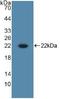 Interleukin 10 antibody, LS-C689972, Lifespan Biosciences, Western Blot image 