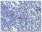 Interleukin 13 antibody, AM20534AF-N, Origene, Immunohistochemistry frozen image 