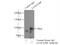 Galectin 3 Binding Protein antibody, 60066-1-Ig, Proteintech Group, Immunoprecipitation image 