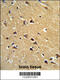 Spartin antibody, 63-755, ProSci, Immunohistochemistry paraffin image 