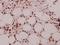SR-Related CTD Associated Factor 4 antibody, A10224-2, Boster Biological Technology, Immunohistochemistry paraffin image 