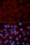Lectin, Mannose Binding 2 antibody, orb325297, Biorbyt, Immunofluorescence image 