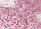Phosphatidylserine Synthase 1 antibody, ARP47068_P050, Aviva Systems Biology, Immunohistochemistry frozen image 