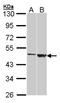 Galactose-3-O-Sulfotransferase 1 antibody, NBP1-33378, Novus Biologicals, Western Blot image 