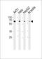 EH domain-containing protein 4 antibody, PA5-72187, Invitrogen Antibodies, Western Blot image 