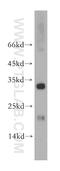 Cytochrome C Oxidase Copper Chaperone COX11 antibody, 11498-1-AP, Proteintech Group, Western Blot image 