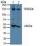 Protein flightless-1 homolog antibody, LS-C373704, Lifespan Biosciences, Western Blot image 