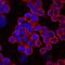 Protocadherin-15 antibody, MAB6729, R&D Systems, Immunofluorescence image 