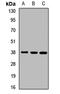 CDC42 Effector Protein 3 antibody, orb412747, Biorbyt, Western Blot image 
