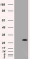 DNA excision repair protein ERCC-1 antibody, LS-C115203, Lifespan Biosciences, Western Blot image 