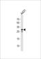 Ring Finger Protein 208 antibody, LS-C162656, Lifespan Biosciences, Western Blot image 