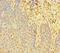 LIM Domain Only 2 antibody, LS-C678494, Lifespan Biosciences, Immunohistochemistry paraffin image 