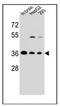 F-Box Protein 2 antibody, AP51626PU-N, Origene, Western Blot image 