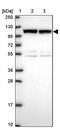 Zinc Finger CCCH-Type Containing, Antiviral 1 antibody, PA5-61598, Invitrogen Antibodies, Western Blot image 