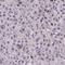 Homeobox Containing 1 antibody, HPA058586, Atlas Antibodies, Immunohistochemistry frozen image 