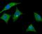 LDL Receptor Related Protein 8 antibody, NBP2-76911, Novus Biologicals, Immunocytochemistry image 