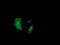 Cancer/Testis Antigen 1B antibody, LS-C174616, Lifespan Biosciences, Immunofluorescence image 