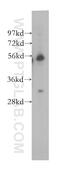 Fibroblast Growth Factor Receptor Substrate 3 antibody, 12249-1-AP, Proteintech Group, Western Blot image 