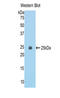 Epithelial Cell Transforming 2 antibody, LS-C294138, Lifespan Biosciences, Western Blot image 