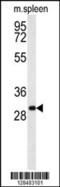 Receptor-transporting protein 1 antibody, 55-243, ProSci, Western Blot image 